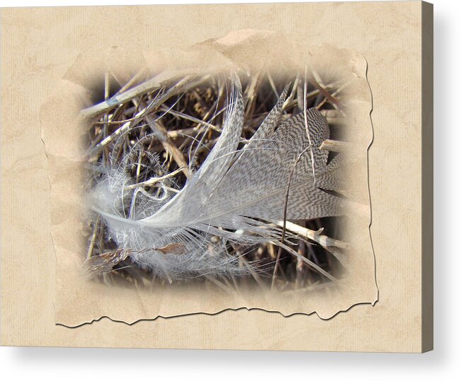 Feather Acrylic Print featuring the photograph Portrait of a Feather by Carol Senske