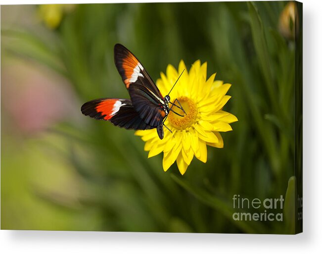 Butterfly Acrylic Print featuring the photograph Postman Butterfly on Yellow Straw Flower by Susan Gary