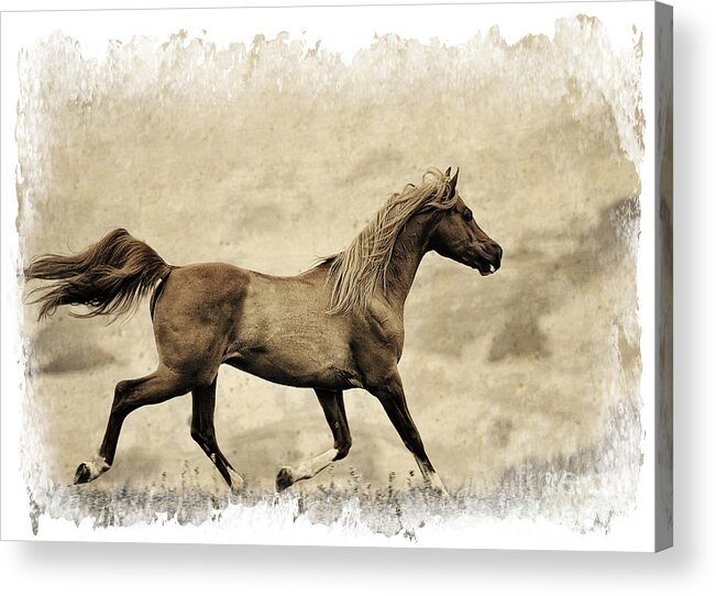 Equine Art Acrylic Print featuring the photograph Prancer by Patty Hallman