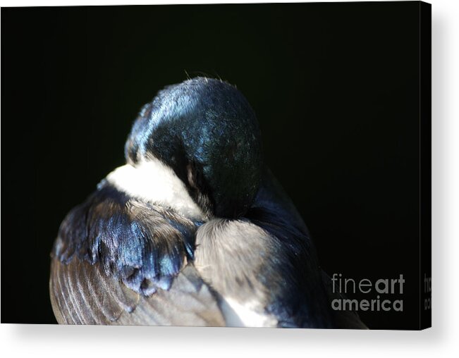 High Virginia Images Acrylic Print featuring the photograph Preening by Randy Bodkins