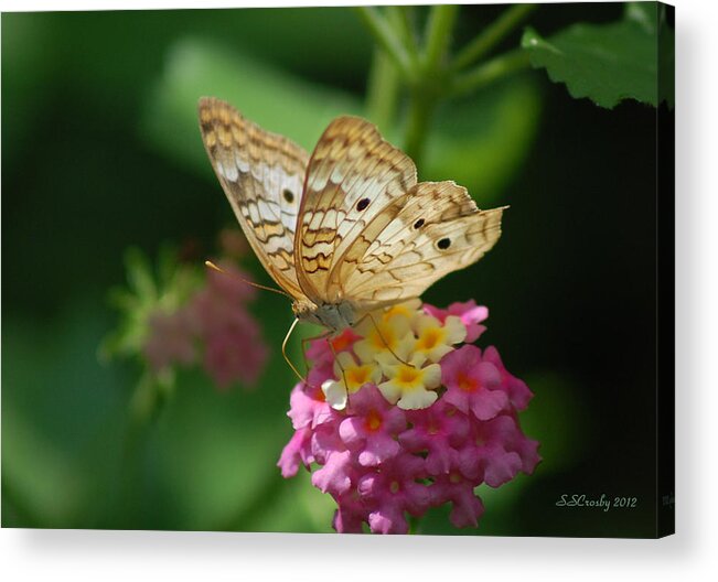 White Peacock Butterfly Acrylic Print featuring the photograph Pretty as a Peacock by Susan Stevens Crosby