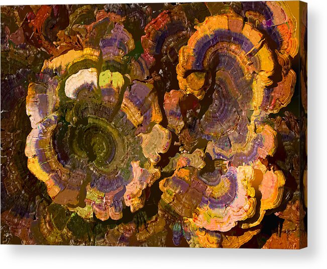 Fungi Acrylic Print featuring the photograph Psychedelic Fungi by Steve Zimic