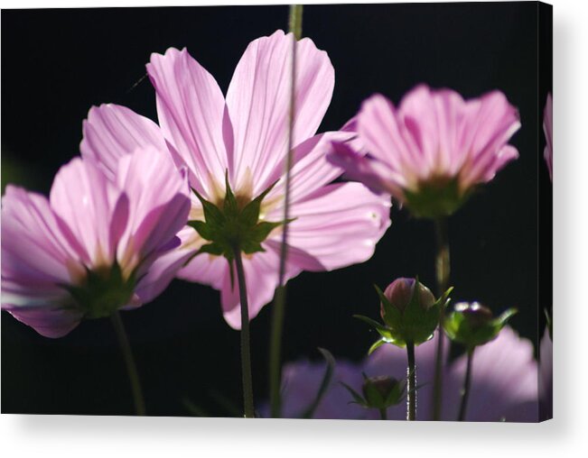 Cosmos Acrylic Print featuring the photograph Purple Cosmos by Wanda Jesfield