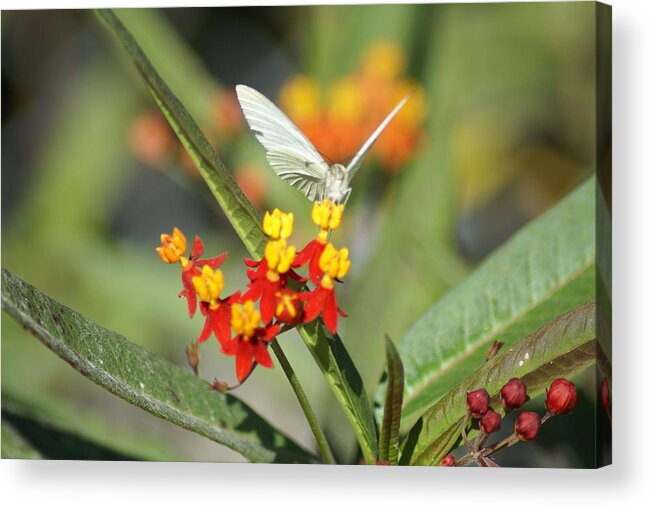Butterfly Acrylic Print featuring the photograph Ready for Flight by Jerry Cahill