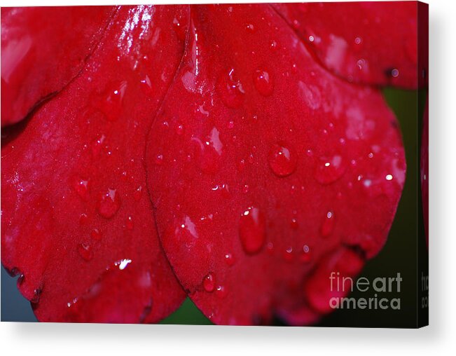 Red Acrylic Print featuring the photograph Red and Wet by Paul Ward