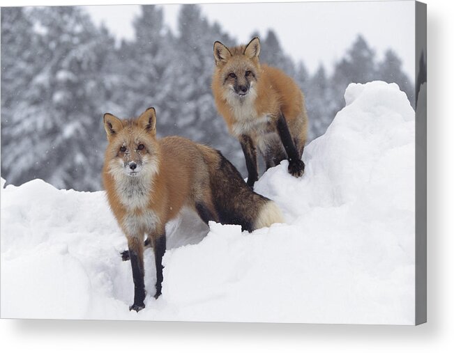 00170073 Acrylic Print featuring the photograph Red Fox Pair In Snow Fall Showing by Tim Fitzharris