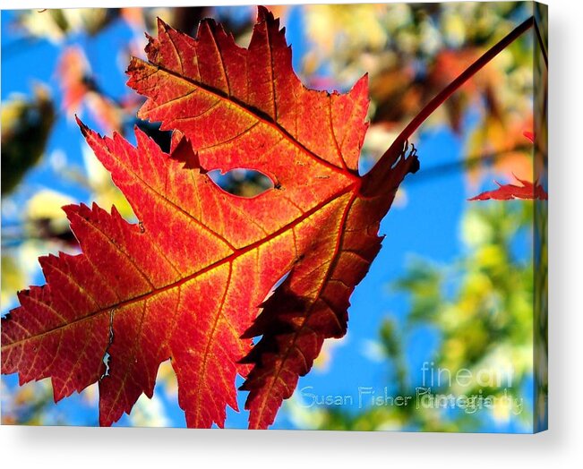 Leaf Acrylic Print featuring the painting Red by Susan Fisher