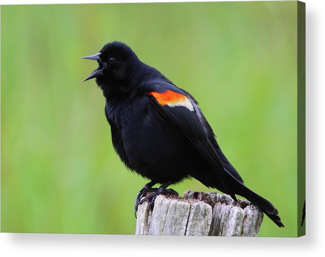 Blackbird Acrylic Print featuring the photograph Red-winged Blackbird by Bruce J Robinson