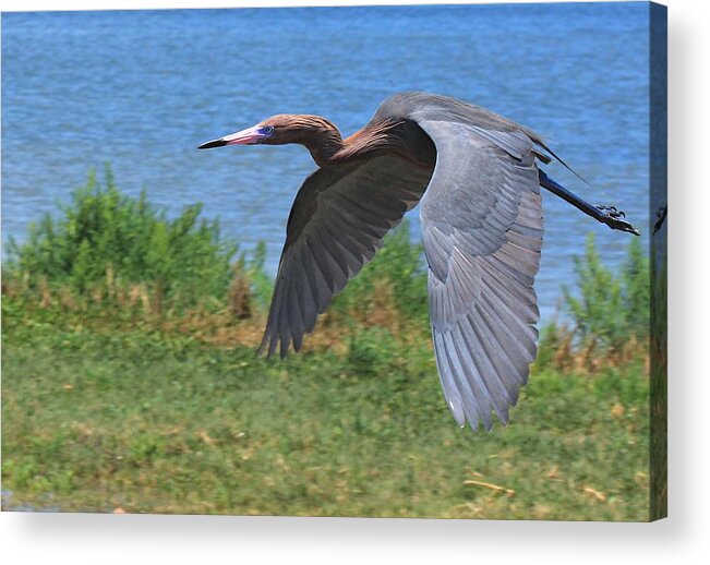 Nature Acrylic Print featuring the photograph Reddish Egret by Doug McPherson