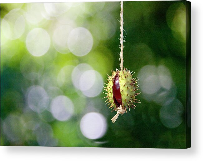 Conker Acrylic Print featuring the photograph Retro Conker by Richard Piper