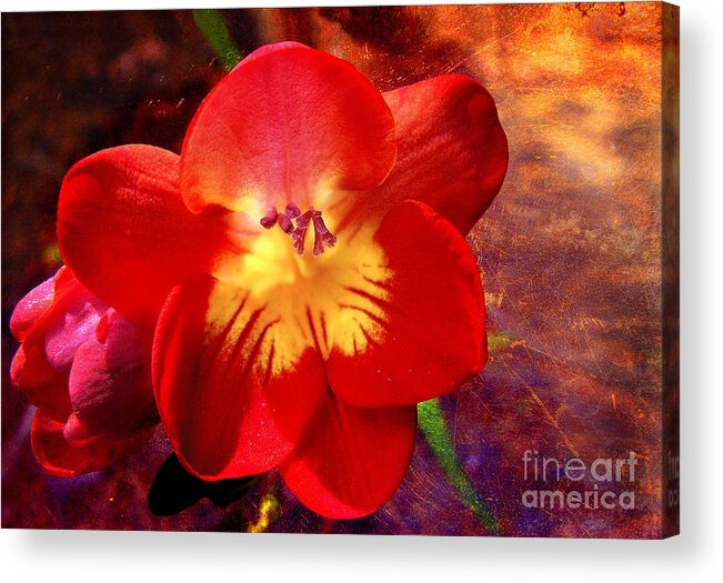 Freesia Acrylic Print featuring the photograph Riotous Spring by Ellen Cotton