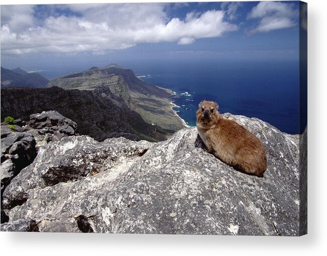 Mp Acrylic Print featuring the photograph Rock Hyrax Procavia Capensis Resting by Gerry Ellis