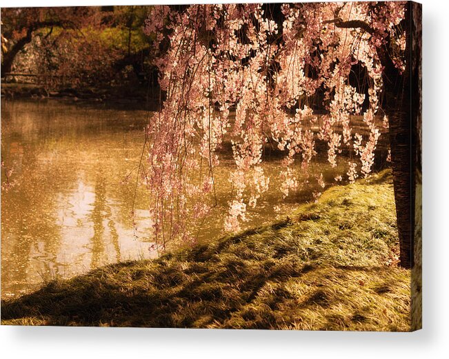 Pretty Acrylic Print featuring the photograph Romance - Sunlight through Cherry Blossoms by Vivienne Gucwa