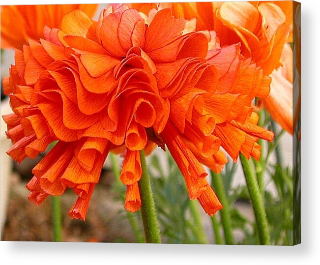 Orange Acrylic Print featuring the photograph Ruffled Ranunculus by Nina-Rosa Dudy