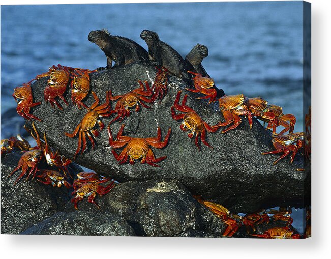 Mp Acrylic Print featuring the photograph Sally Lightfoot Crab Grapsus Grapsus by Tui De Roy