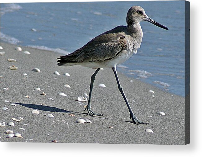 Sandpiper Acrylic Print featuring the photograph Sandpiper 1 by Joe Faherty