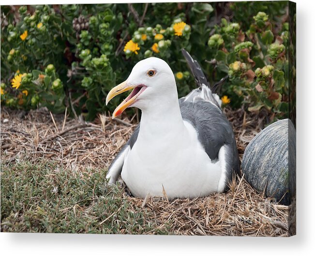 Sea Gull Acrylic Print featuring the photograph Sea Gull Protecting Its Young by Eddie Yerkish