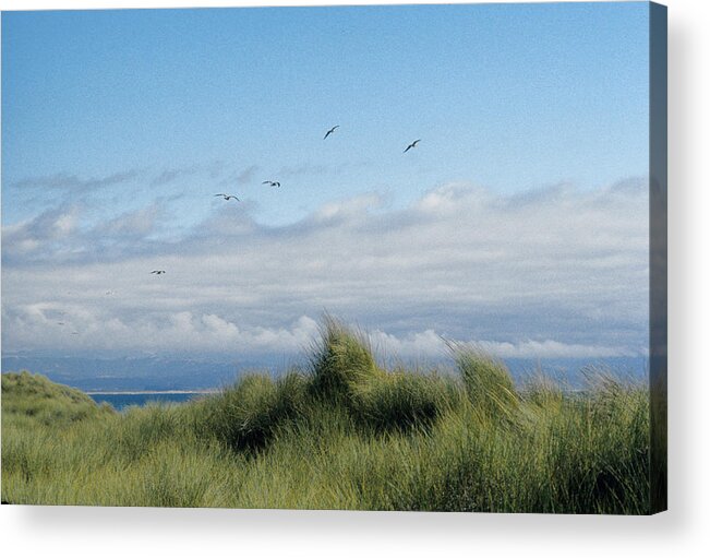 Gulls Grassy Dunes Breezes Monterey Bay Acrylic Print featuring the photograph Seabreezes by John Farley
