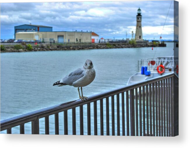  Acrylic Print featuring the photograph Seagull at Lighthouse by Michael Frank Jr