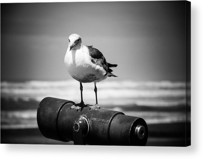 Fauna Acrylic Print featuring the digital art Seagull in black and white by Fran Woods