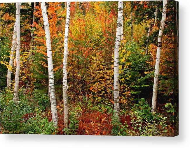 Birches Acrylic Print featuring the photograph Shelburne Birches 2 by Nancy De Flon