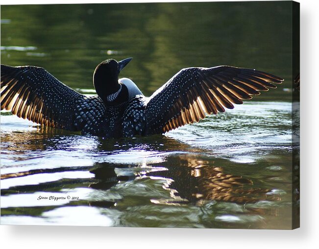 Loon Acrylic Print featuring the photograph Showing Off by Steven Clipperton