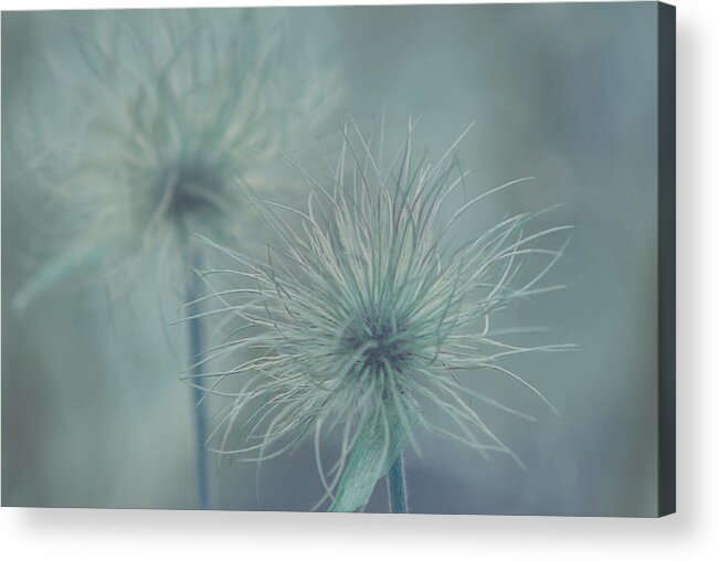 Weed Acrylic Print featuring the photograph Silent Whispers by Robin Webster