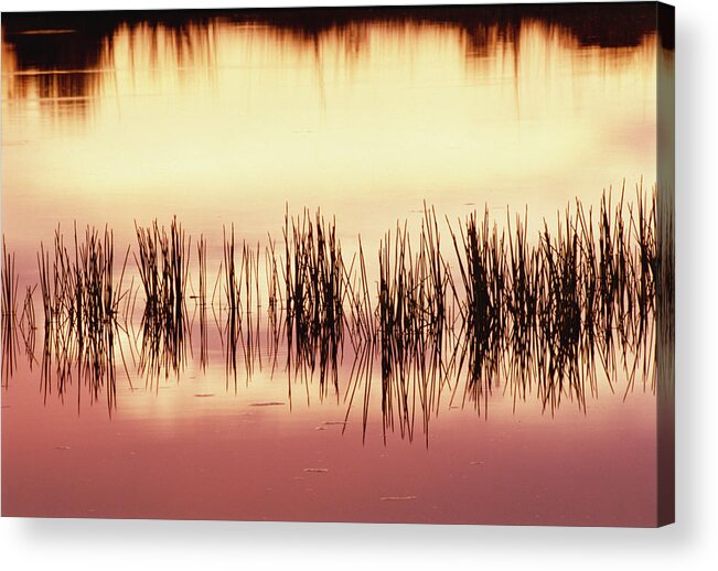 Mp Acrylic Print featuring the photograph Silhouette Of Grass Against Reflection by Gerry Ellis
