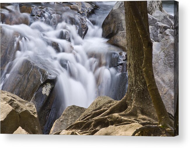 Great Smoky Mountains National Park Acrylic Print featuring the photograph Sinks Cascade and Tree by Rick Hartigan