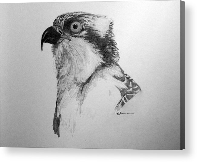 Bird Acrylic Print featuring the drawing Sketch of an Osprey by Leslie M Browning