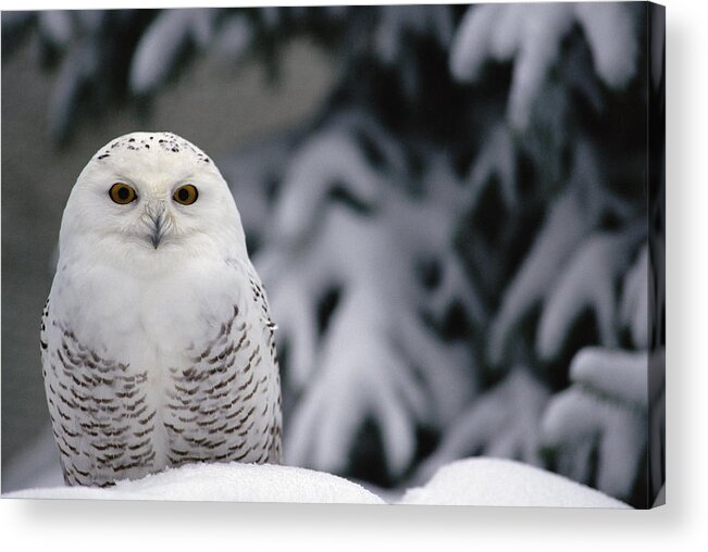 Mp Acrylic Print featuring the photograph Snowy Owl Nyctea Scandiaca Camouflaged by Gerry Ellis