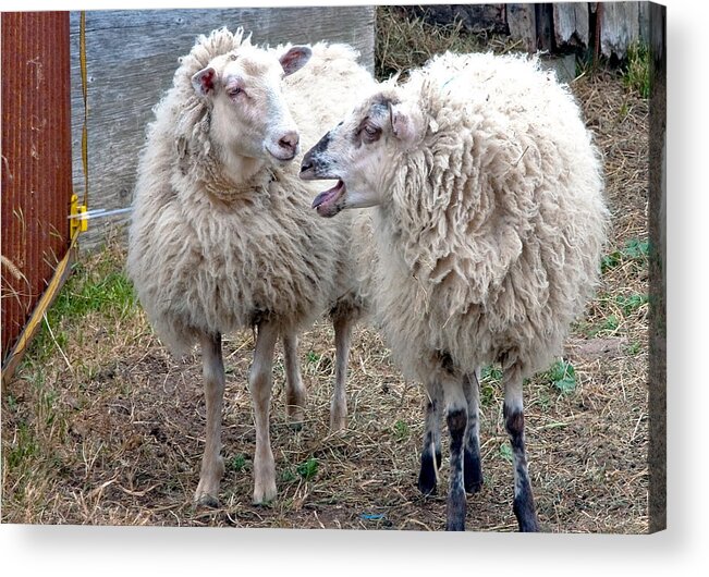 Sheep Acrylic Print featuring the photograph So I Said by Burney Lieberman