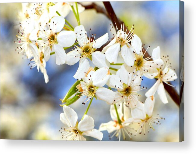 Bradford Pear Acrylic Print featuring the photograph Southern Charm...... by Tanya Tanski