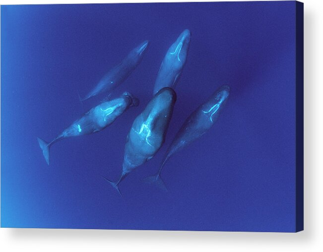 00114207 Acrylic Print featuring the photograph Sperm Whale Pod Dominica by Flip Nicklin