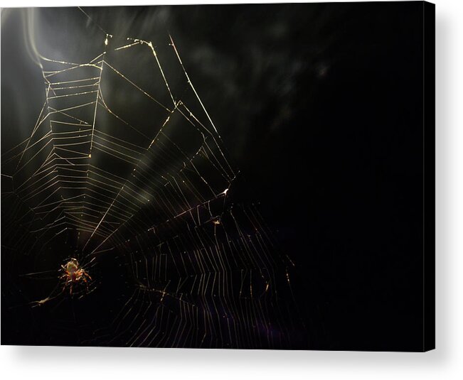 Spider Acrylic Print featuring the photograph Spider by La Dolce Vita