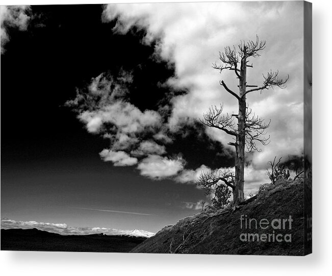 Tree Acrylic Print featuring the photograph Standing Barren  bw by Kami McKeon