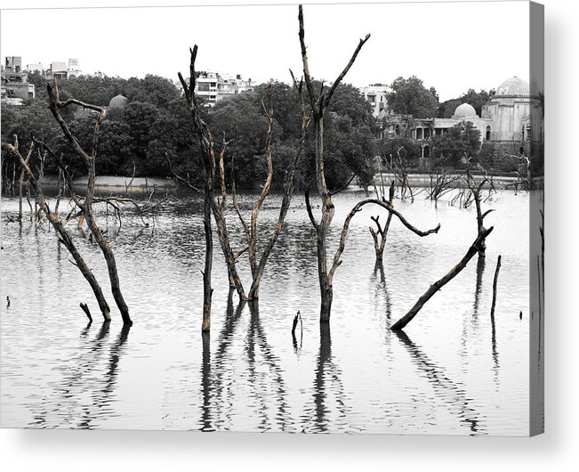 Stomp Acrylic Print featuring the photograph Stomps Of Trees In A Lake by Sumit Mehndiratta