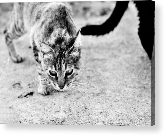 Cat Acrylic Print featuring the photograph Stray life by Laura Melis