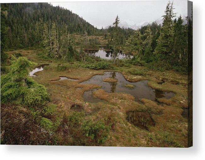 Mp Acrylic Print featuring the photograph Stunted Muskeg Forest, Temperate by Gerry Ellis