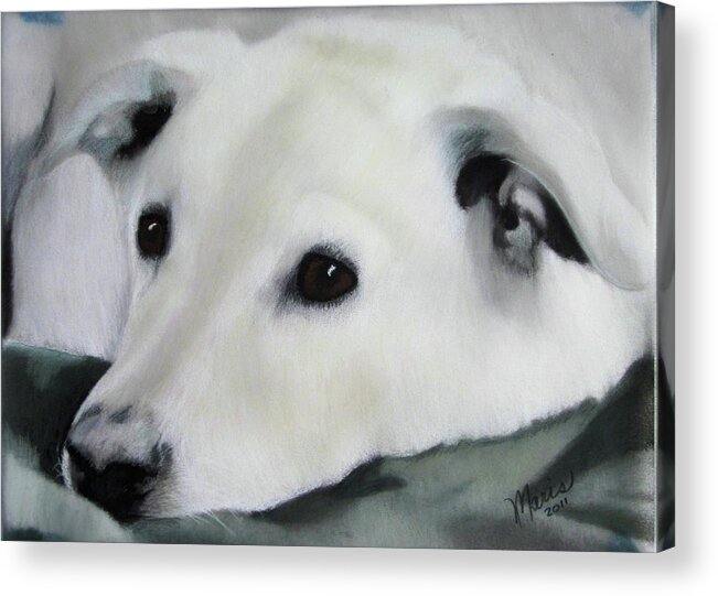 Dog Acrylic Print featuring the drawing Sugarbear by Maris Sherwood
