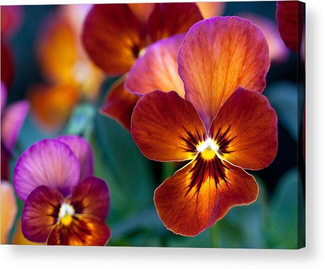 Flowers Acrylic Print featuring the photograph Summer colors by Anna Rumiantseva