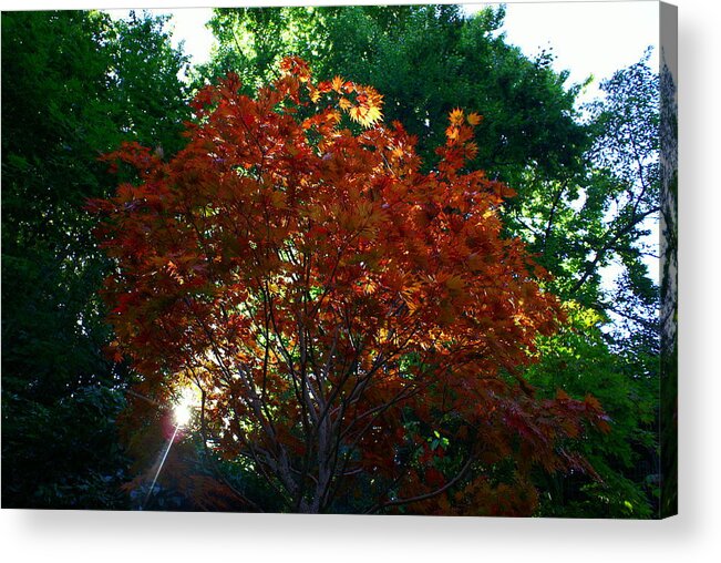 Maple Acrylic Print featuring the photograph Sunlit Maple by Jerry Cahill