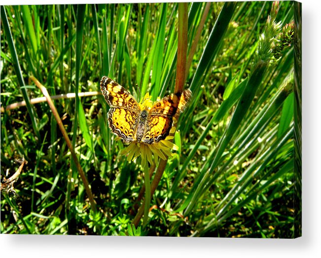 Butterfly Acrylic Print featuring the photograph Sunning On A Dandelion by Kim Galluzzo