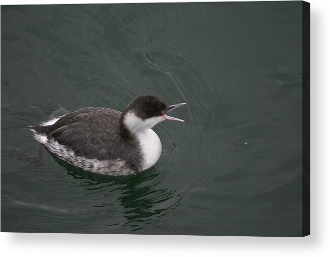 Grebe Acrylic Print featuring the photograph Talking Grebe by Jerry Cahill