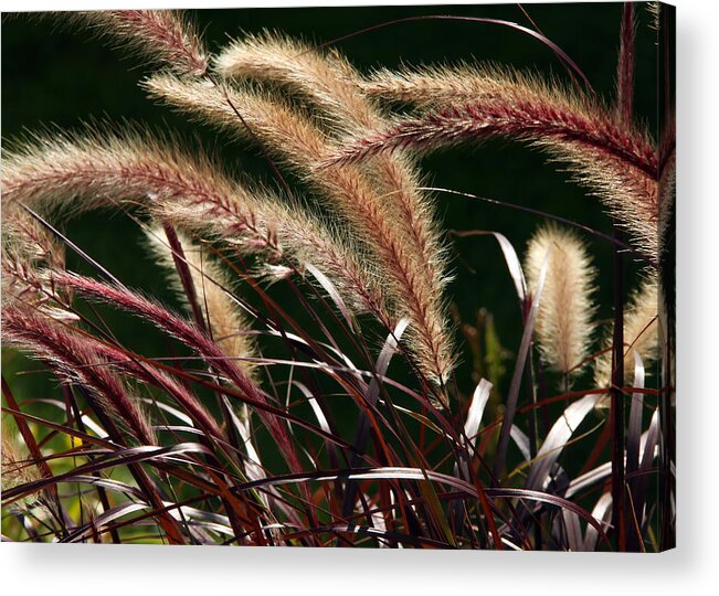 Color Acrylic Print featuring the photograph Tall Grass by Jim Nelson