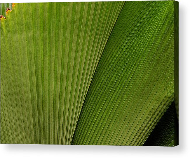 Plant Acrylic Print featuring the photograph The Fan by Mary Jane Armstrong