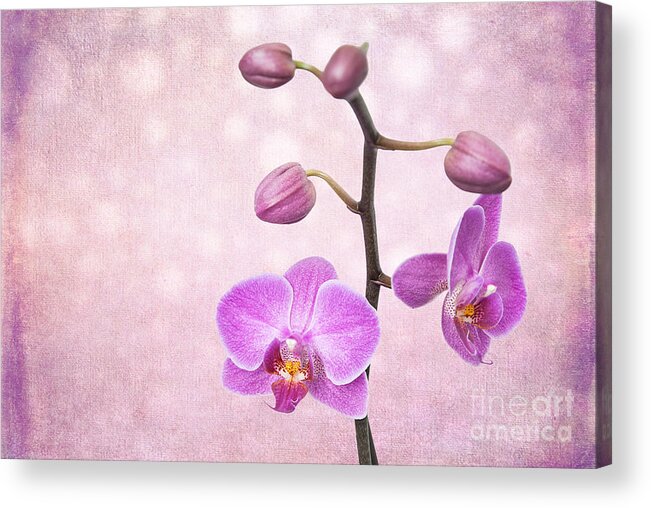 Asia Acrylic Print featuring the photograph The Orchid Tree - Texture by Hannes Cmarits