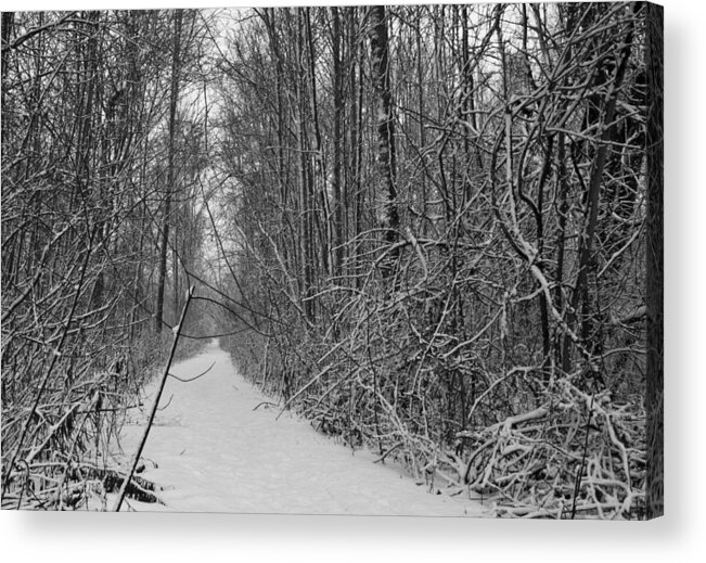 Forest Acrylic Print featuring the photograph The path to North Pole by Nick Mares