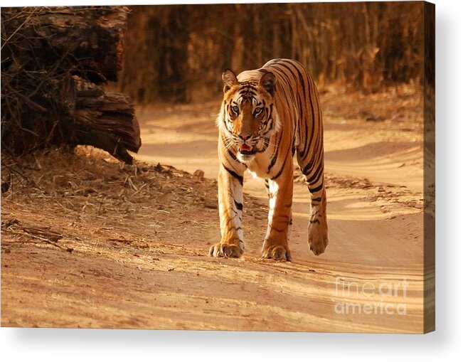 Royal Acrylic Print featuring the photograph The Royal Bengal Tiger by Fotosas Photography