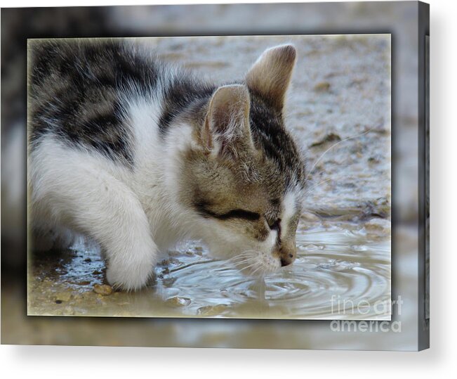 Photograph Acrylic Print featuring the photograph Thirsty Cat by Bruno Santoro